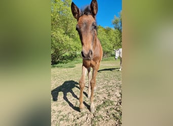 Lusitano, Mare, Foal (02/2026), 16.1 hh, Bay-Dark