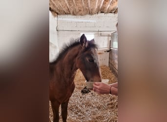 Lusitano, Mare, Foal (02/2026), 16.1 hh, Bay-Dark
