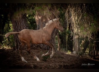 Lusitano, Mare, Foal (04/2024), 16 hh, Palomino