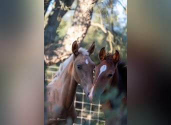 Lusitano, Mare, Foal (04/2024), 16 hh, Palomino