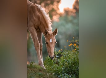 Lusitano, Mare, Foal (04/2024), 16 hh, Palomino