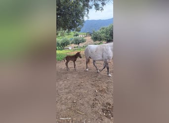 Lusitano, Mare, Foal (04/2025), 16,1 hh, Grey