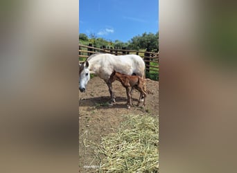 Lusitano, Mare, Foal (04/2025), 16,1 hh, Grey