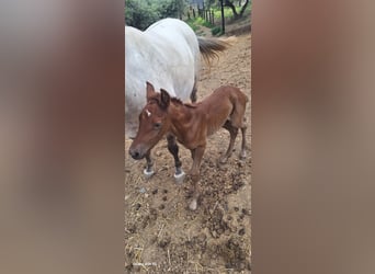 Lusitano, Mare, Foal (04/2025), 16,1 hh, Grey