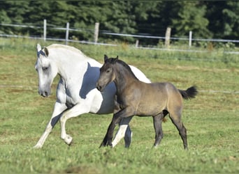 Lusitano, Mare, Foal (01/2024), Can be white