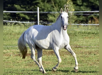 Lusitano, Mare, Foal (01/2024), Can be white