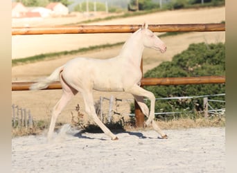 Lusitano, Mare, Foal (04/2026), Cremello
