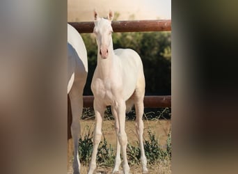 Lusitano, Mare, Foal (04/2026), Cremello