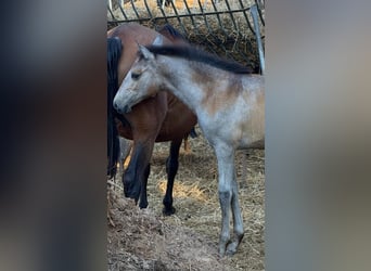 Lusitano, Mare, Foal (03/2026)