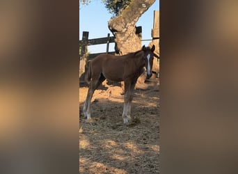 Lusitano, Mare, Foal (03/2026)