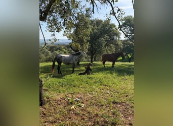 Lusitano, Mare, Foal (03/2026)