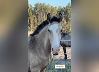 Lusitano, Merrie, 10 Jaar, 153 cm, Bruin