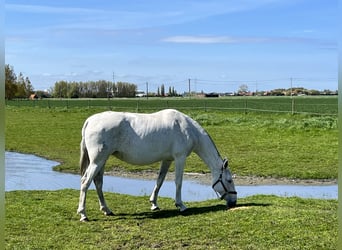 Lusitano, Merrie, 10 Jaar, 158 cm, Schimmel