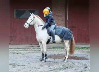 Lusitano, Merrie, 10 Jaar, 160 cm, Palomino