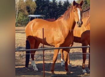 Lusitano Mix, Merrie, 10 Jaar, 165 cm, Vos