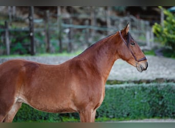 Lusitano, Merrie, 10 Jaar, Bruin