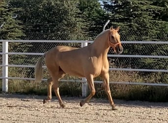 Lusitano, Merrie, 11 Jaar, 154 cm, Palomino