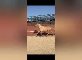 Lusitano, Merrie, 11 Jaar, 154 cm, Palomino
