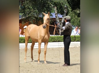 Lusitano, Merrie, 11 Jaar, 154 cm, Palomino