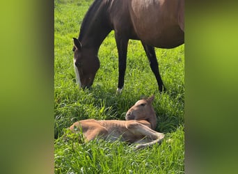 Lusitano, Merrie, 11 Jaar, 159 cm, Bruin