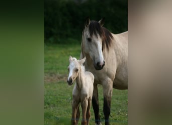 Lusitano, Merrie, 11 Jaar, 160 cm, Falbe