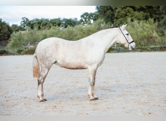 Lusitano, Merrie, 11 Jaar, 162 cm, Schimmel