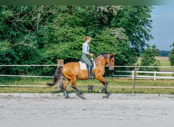 Lusitano, Merrie, 11 Jaar, 163 cm, Lichtbruin