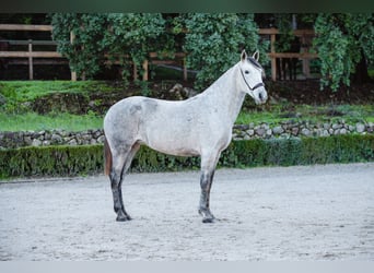 Lusitano, Merrie, 11 Jaar