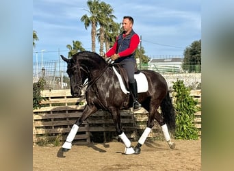 Lusitano, Merrie, 12 Jaar, 161 cm, Zwart