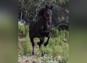 Lusitano, Merrie, 13 Jaar, 156 cm, Donkerbruin