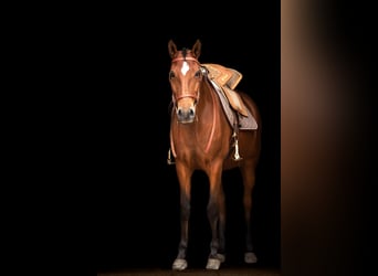 Lusitano, Merrie, 14 Jaar, 158 cm, Bruin