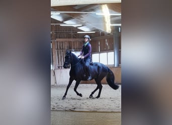 Lusitano Mix, Merrie, 14 Jaar, 158 cm, Zwart