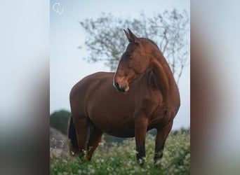 Lusitano, Merrie, 14 Jaar, 164 cm, Roodbruin