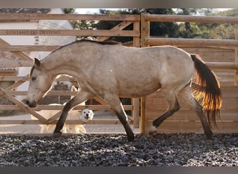 Lusitano, Merrie, 15 Jaar, 155 cm, Buckskin