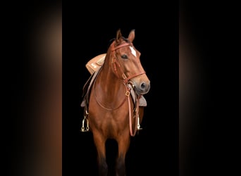 Lusitano, Merrie, 15 Jaar, 158 cm, Bruin