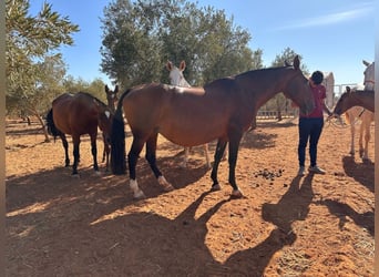 Lusitano, Merrie, 15 Jaar, 165 cm, Roodbruin