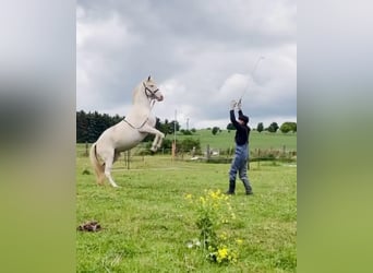 Lusitano, Merrie, 15 Jaar, Cremello