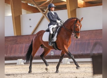 Lusitano, Merrie, 16 Jaar, 162 cm, Buckskin