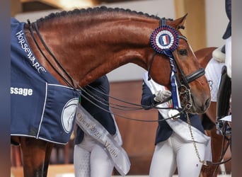 Lusitano, Merrie, 16 Jaar, 162 cm, Buckskin