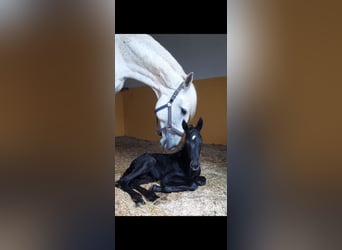 Lusitano, Merrie, 17 Jaar, Schimmel