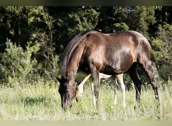 Lusitano, Merrie, 18 Jaar, 154 cm, Zwart
