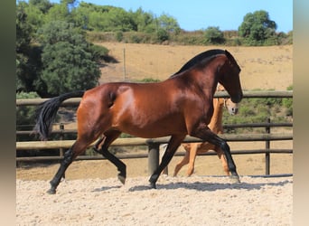 Lusitano, Merrie, 19 Jaar, 160 cm, Bruin