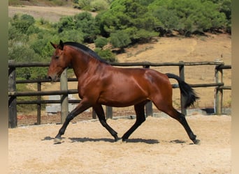 Lusitano, Merrie, 19 Jaar, 160 cm, Bruin