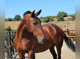 Lusitano, Merrie, 19 Jaar, 160 cm, Bruin