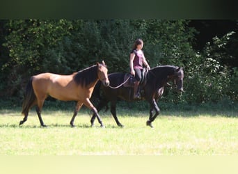 Lusitano, Merrie, 19 Jaar, 160 cm, Zwart