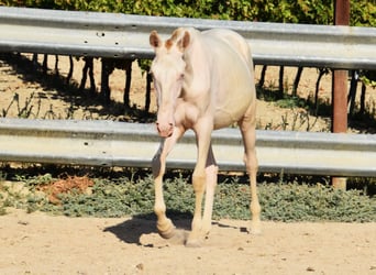 Lusitano, Merrie, 1 Jaar, 133 cm, Cremello