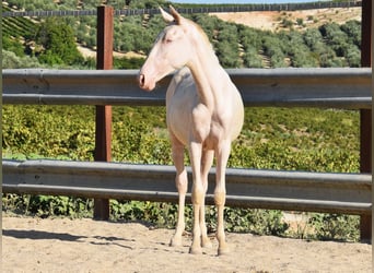 Lusitano, Merrie, 1 Jaar, 133 cm, Cremello