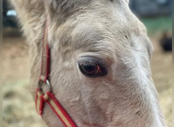 Lusitano, Merrie, 1 Jaar, 135 cm, Pearl