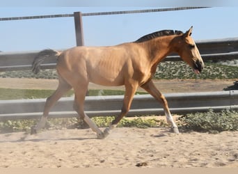 Lusitano, Merrie, 1 Jaar, 139 cm, Falbe