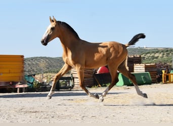 Lusitano, Merrie, 1 Jaar, 139 cm, Falbe